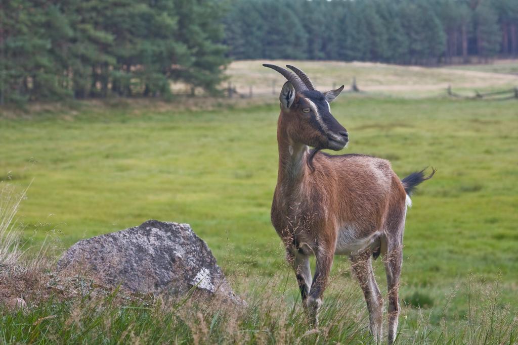Agroturystyka Sominy Piotr Esterno foto