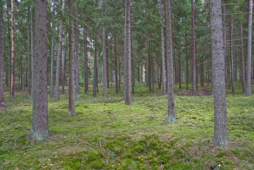 Agroturystyka Sominy Piotr Esterno foto