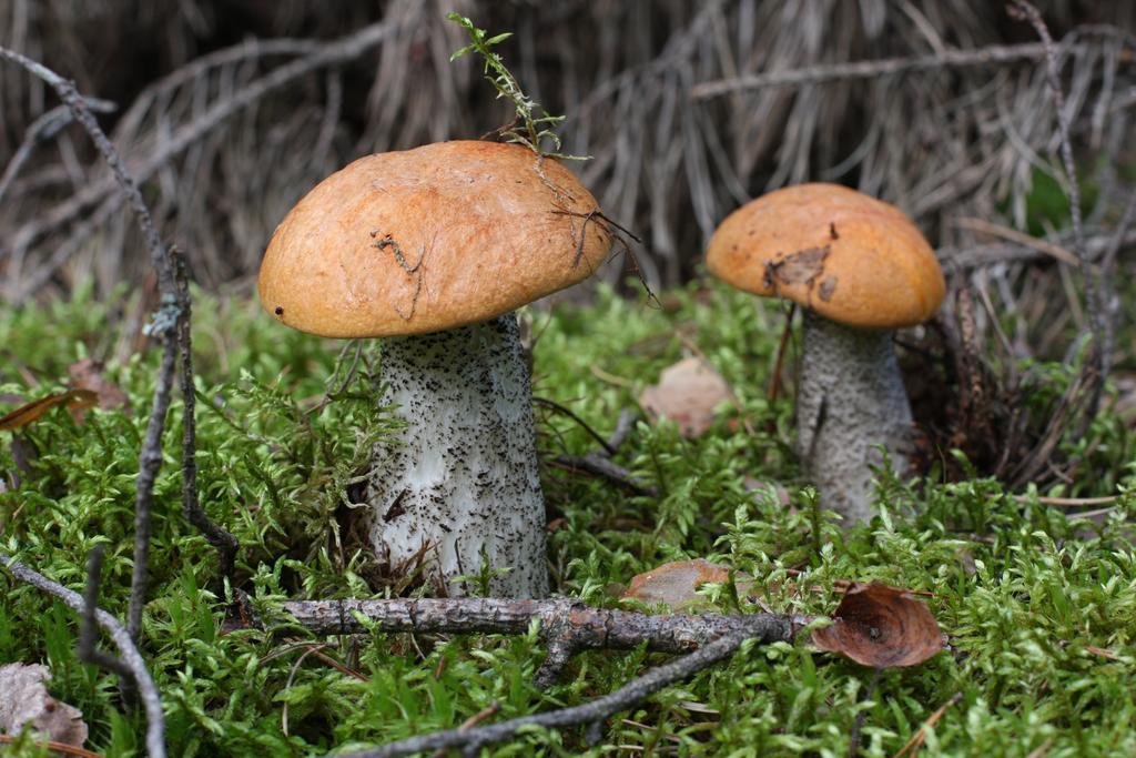 Agroturystyka Sominy Piotr Esterno foto