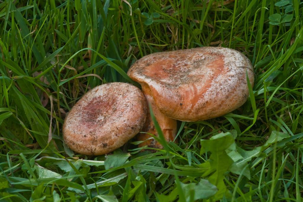 Agroturystyka Sominy Piotr Esterno foto