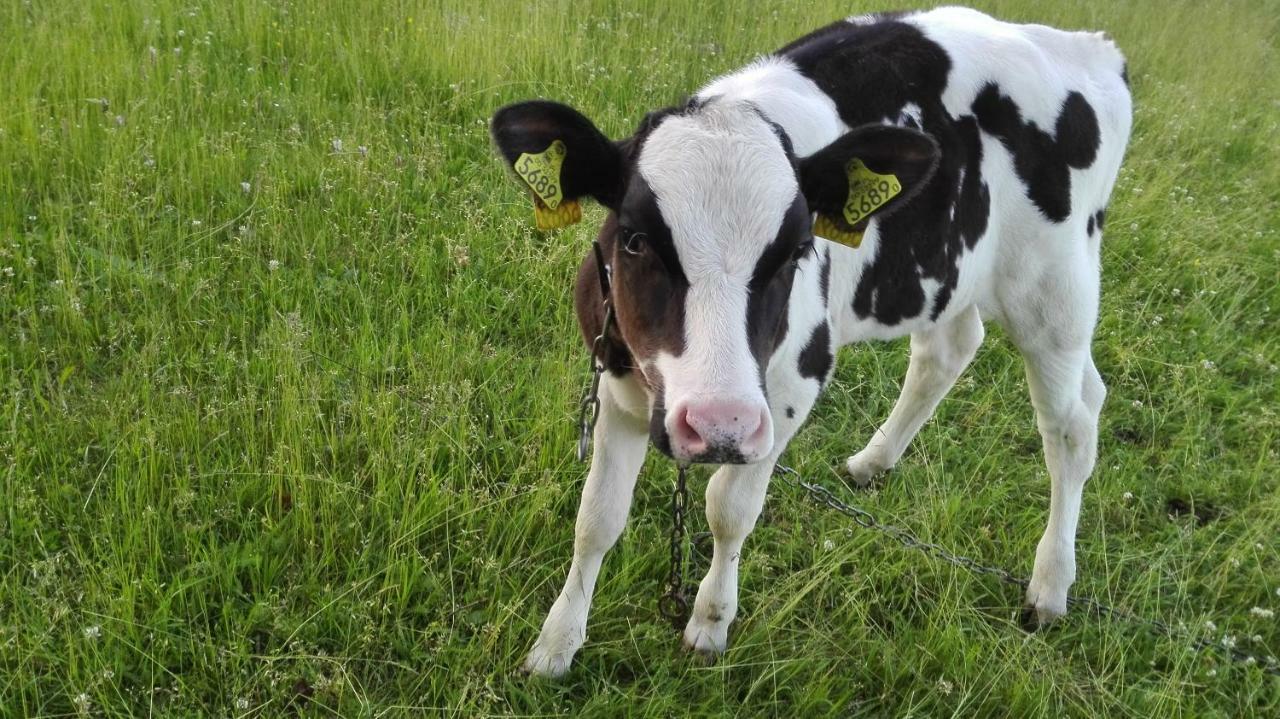 Agroturystyka Sominy Piotr Esterno foto